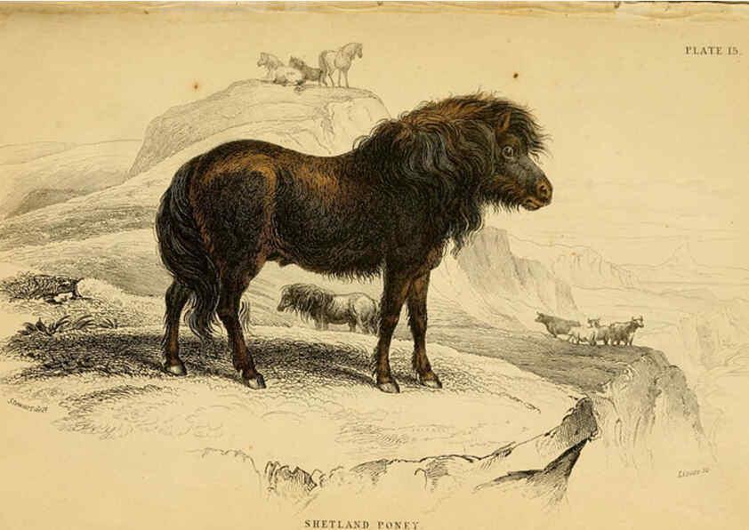 Reproducción/Reproduction 6441428283: The natural history of horses Edinburgh :W.H. Lizars,1841