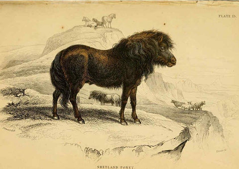 Reproducción/Reproduction 6441428283: The natural history of horses Edinburgh :W.H. Lizars,1841
