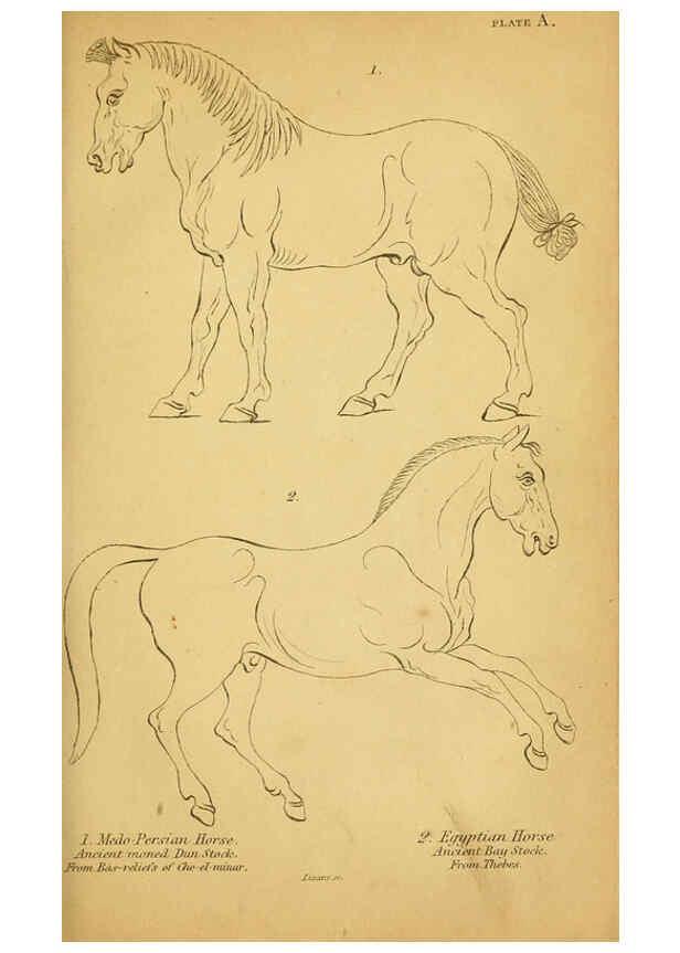Reproducción/Reproduction 6441422771: The natural history of horses Edinburgh :W.H. Lizars,1841