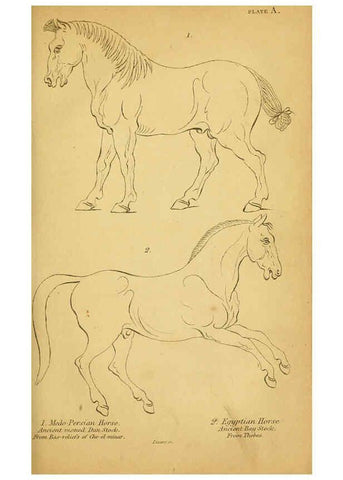 Reproducción/Reproduction 6441422771: The natural history of horses Edinburgh :W.H. Lizars,1841