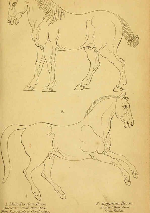 Reproducción/Reproduction 6441422771: The natural history of horses Edinburgh :W.H. Lizars,1841