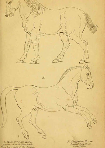 Reproducción/Reproduction 6441422771: The natural history of horses Edinburgh :W.H. Lizars,1841