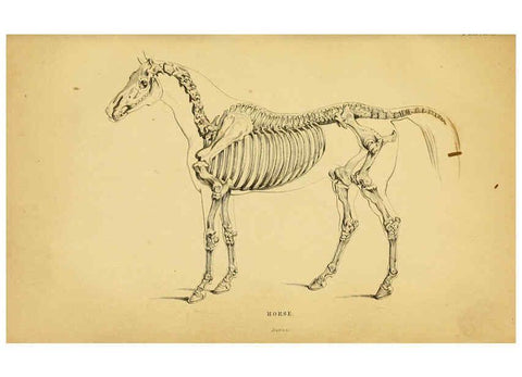 Reproducción/Reproduction 6441423207: The natural history of horses Edinburgh :W.H. Lizars,1841