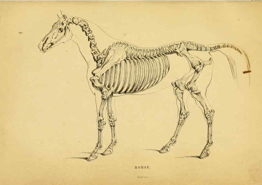 Reproducción/Reproduction 6441423207: The natural history of horses Edinburgh :W.H. Lizars,1841