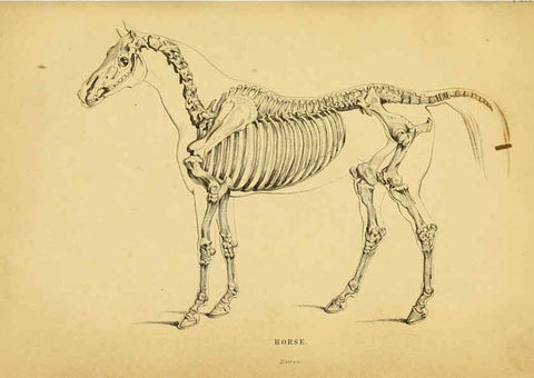 Reproducción/Reproduction 6441423207: The natural history of horses Edinburgh :W.H. Lizars,1841