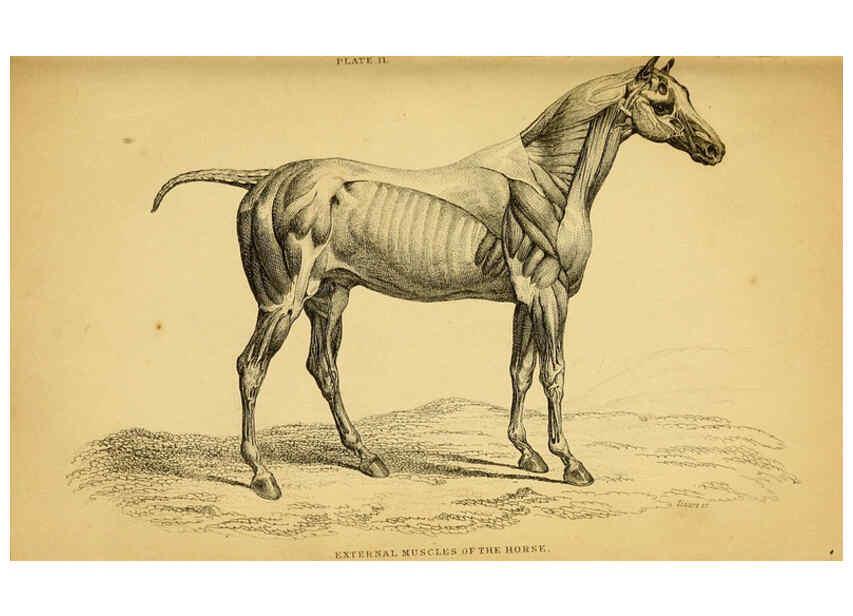 Reproducción/Reproduction 6441423511: The natural history of horses Edinburgh :W.H. Lizars,1841