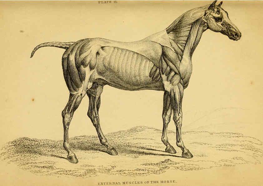 Reproducción/Reproduction 6441423511: The natural history of horses Edinburgh :W.H. Lizars,1841
