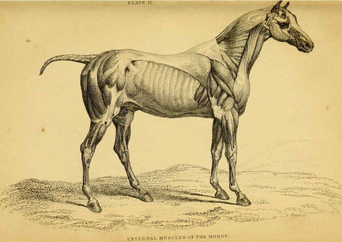 Reproducción/Reproduction 6441423511: The natural history of horses Edinburgh :W.H. Lizars,1841