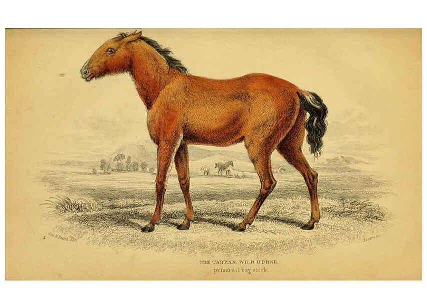 Reproducción/Reproduction 6441423819: The natural history of horses Edinburgh :W.H. Lizars,1841