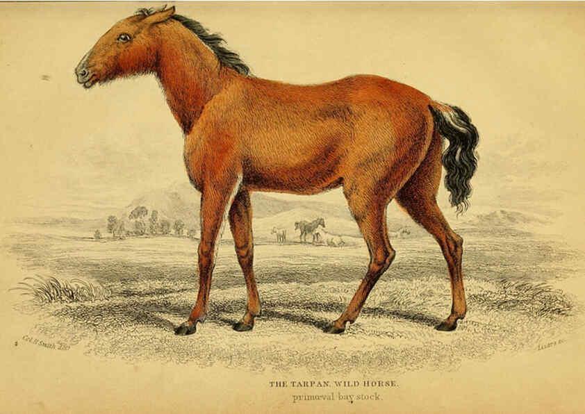 Reproducción/Reproduction 6441423819: The natural history of horses Edinburgh :W.H. Lizars,1841