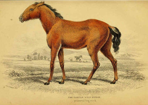 Reproducción/Reproduction 6441423819: The natural history of horses Edinburgh :W.H. Lizars,1841