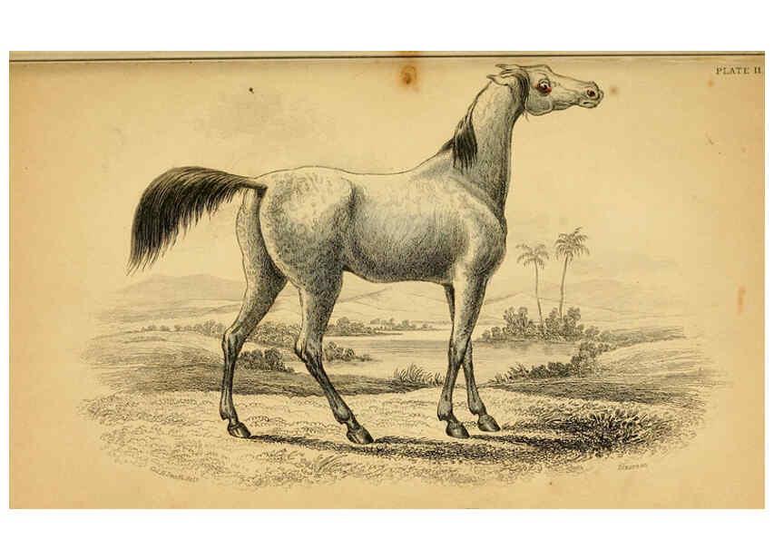 Reproducción/Reproduction 6441424263: The natural history of horses Edinburgh :W.H. Lizars,1841