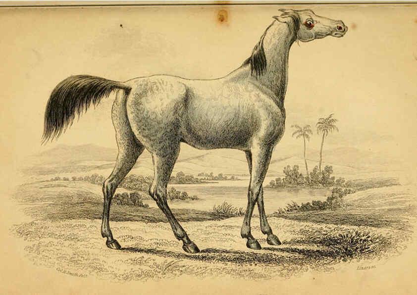 Reproducción/Reproduction 6441424263: The natural history of horses Edinburgh :W.H. Lizars,1841