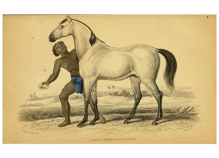 Reproducción/Reproduction 6441424619: The natural history of horses Edinburgh :W.H. Lizars,1841