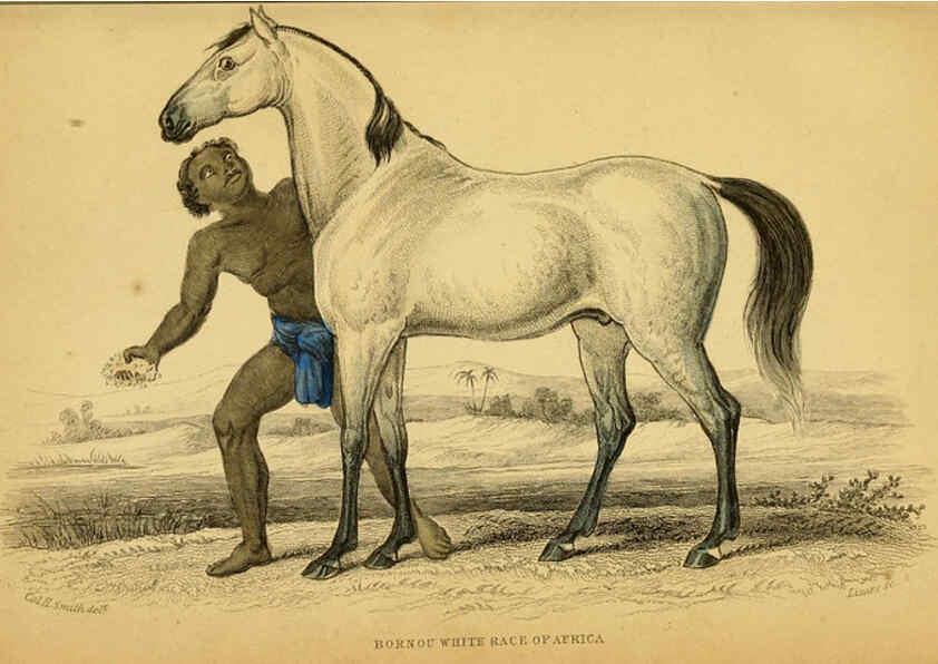 Reproducción/Reproduction 6441424619: The natural history of horses Edinburgh :W.H. Lizars,1841