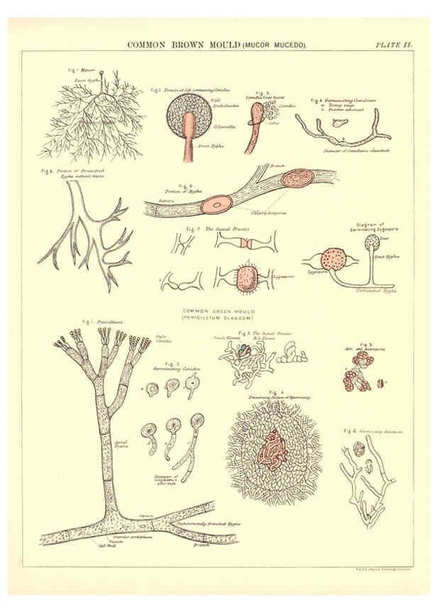 Reproducción/Reproduction 6441471579: Biological atlas: a guide to the practical study of plants and animals Edinburgh,W. & A. K. Johnston,1880