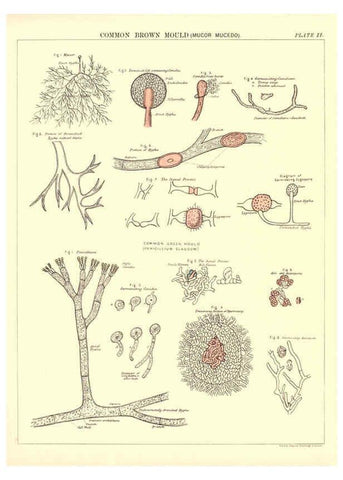 Reproducción/Reproduction 6441471579: Biological atlas: a guide to the practical study of plants and animals Edinburgh,W. & A. K. Johnston,1880