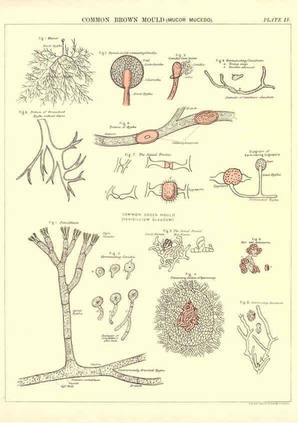Reproducción/Reproduction 6441471579: Biological atlas: a guide to the practical study of plants and animals Edinburgh,W. & A. K. Johnston,1880