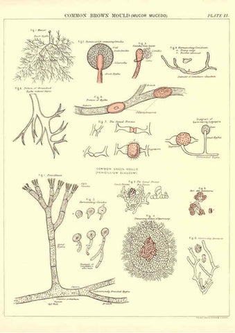 Reproducción/Reproduction 6441471579: Biological atlas: a guide to the practical study of plants and animals Edinburgh,W. & A. K. Johnston,1880
