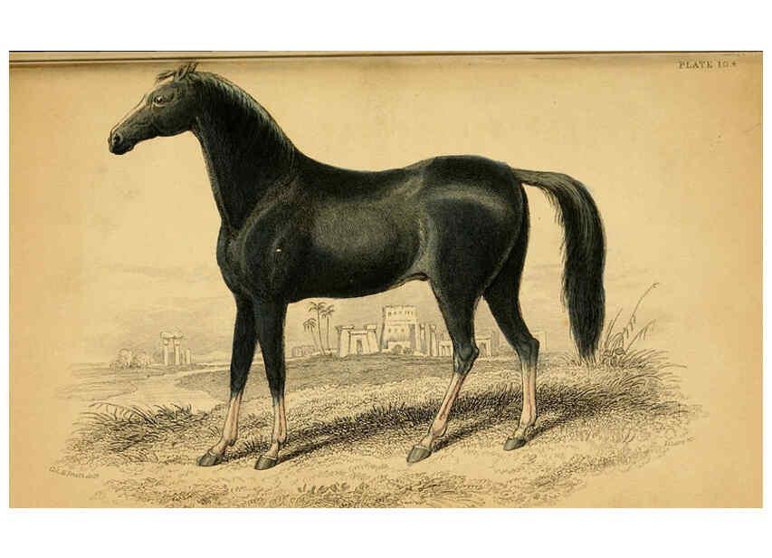 Reproducción/Reproduction 6441425029: The natural history of horses Edinburgh :W.H. Lizars,1841