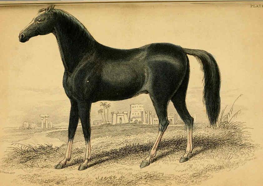 Reproducción/Reproduction 6441425029: The natural history of horses Edinburgh :W.H. Lizars,1841