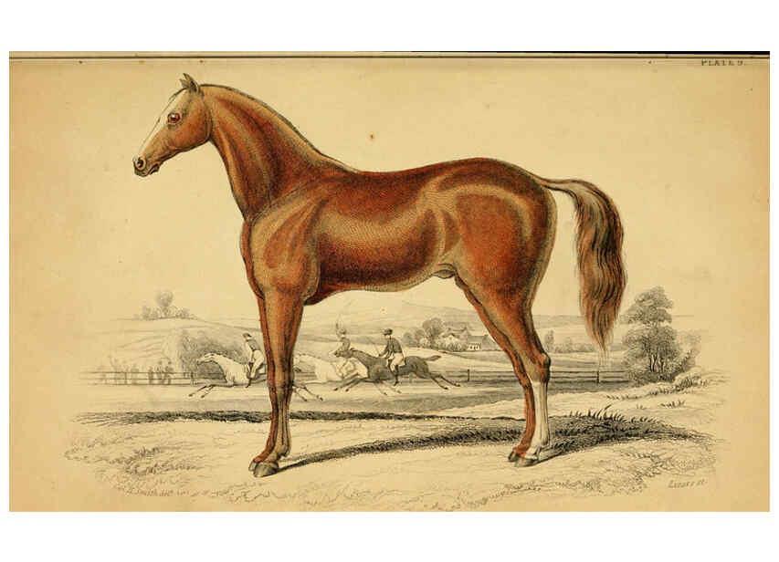 Reproducción/Reproduction 6441425849: The natural history of horses Edinburgh :W.H. Lizars,1841