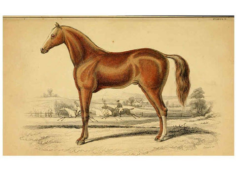 Reproducción/Reproduction 6441425849: The natural history of horses Edinburgh :W.H. Lizars,1841