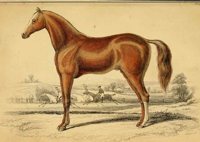 Reproducción/Reproduction 6441425849: The natural history of horses Edinburgh :W.H. Lizars,1841