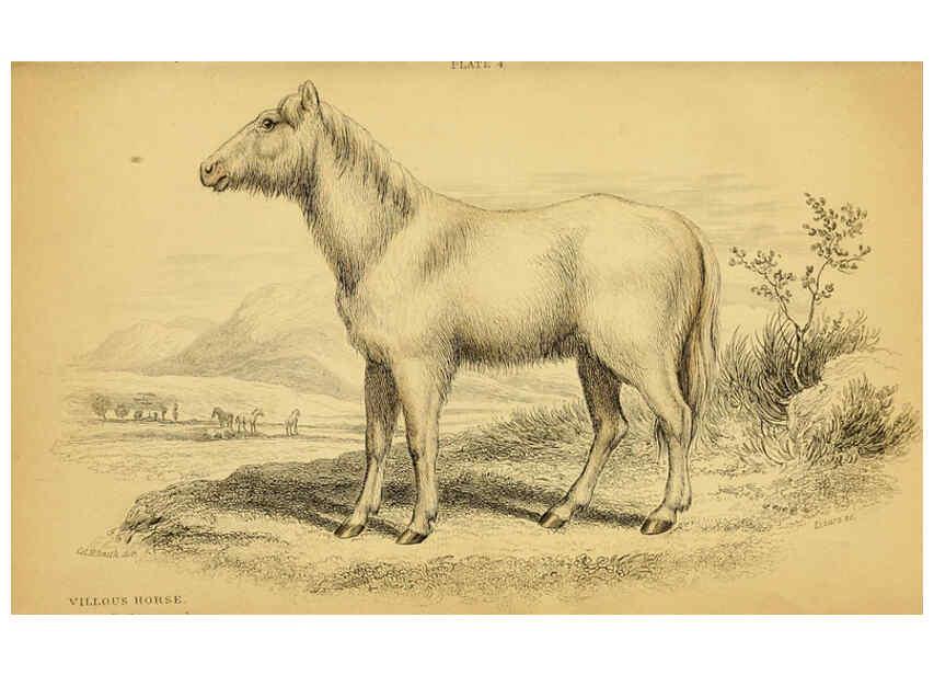 Reproducción/Reproduction 6441426229: The natural history of horses Edinburgh :W.H. Lizars,1841