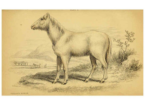 Reproducción/Reproduction 6441426229: The natural history of horses Edinburgh :W.H. Lizars,1841