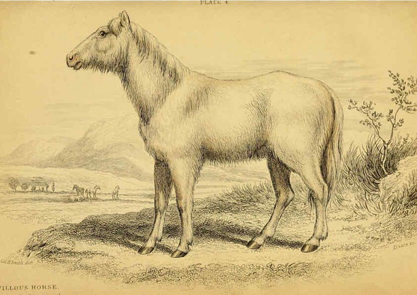 Reproducción/Reproduction 6441426229: The natural history of horses Edinburgh :W.H. Lizars,1841
