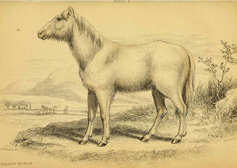 Reproducción/Reproduction 6441426229: The natural history of horses Edinburgh :W.H. Lizars,1841
