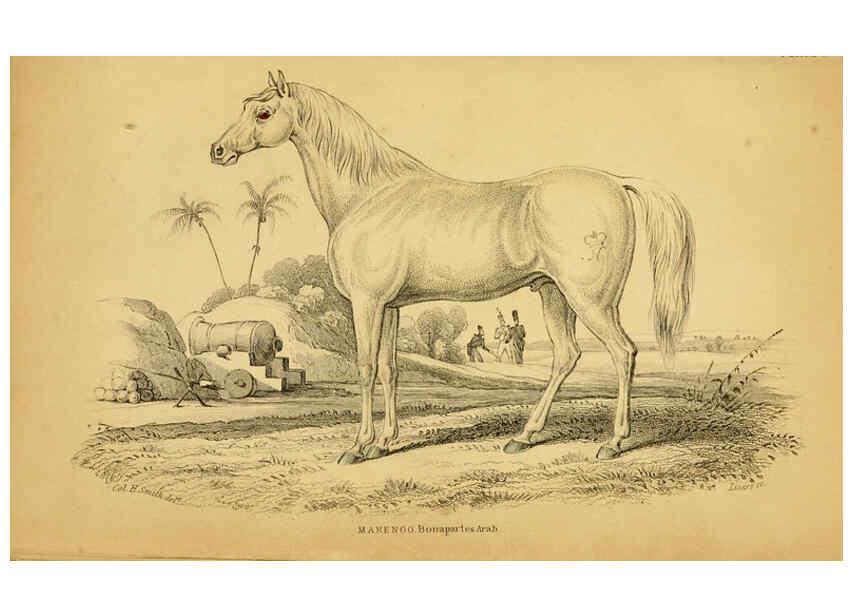 Reproducción/Reproduction 6441426601: The natural history of horses Edinburgh :W.H. Lizars,1841
