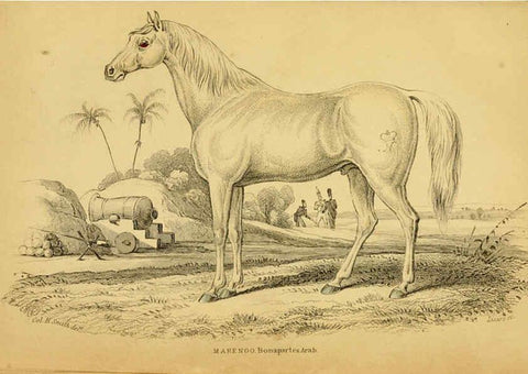 Reproducción/Reproduction 6441426601: The natural history of horses Edinburgh :W.H. Lizars,1841