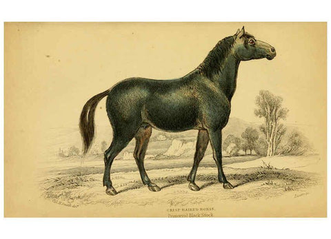 Reproducción/Reproduction 6441426915: The natural history of horses Edinburgh :W.H. Lizars,1841