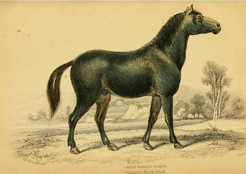 Reproducción/Reproduction 6441426915: The natural history of horses Edinburgh :W.H. Lizars,1841