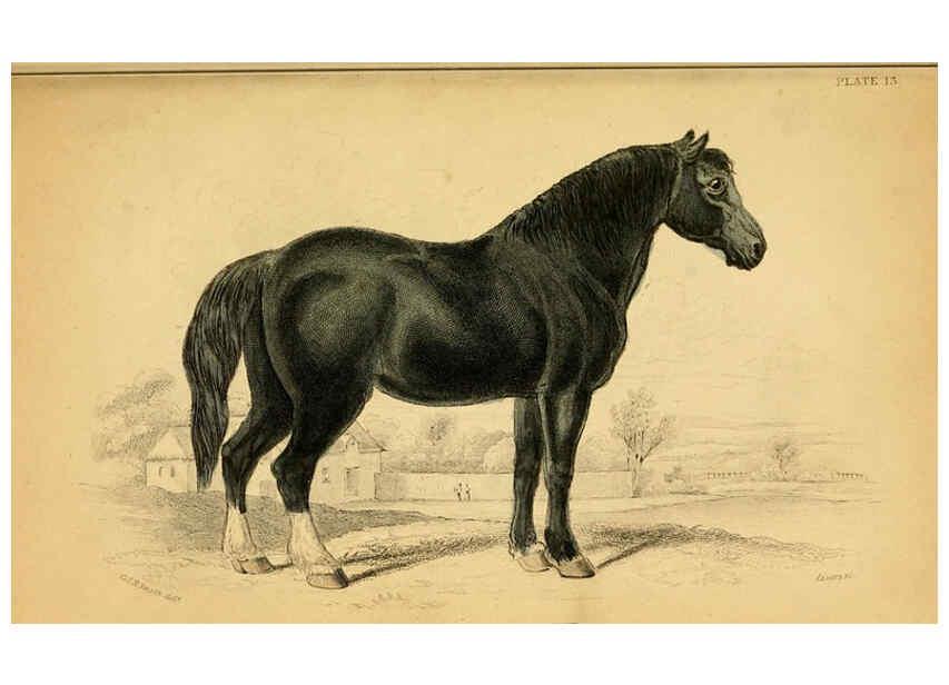 Reproducción/Reproduction 6441427209: The natural history of horses Edinburgh :W.H. Lizars,1841