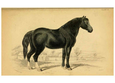 Reproducción/Reproduction 6441427209: The natural history of horses Edinburgh :W.H. Lizars,1841