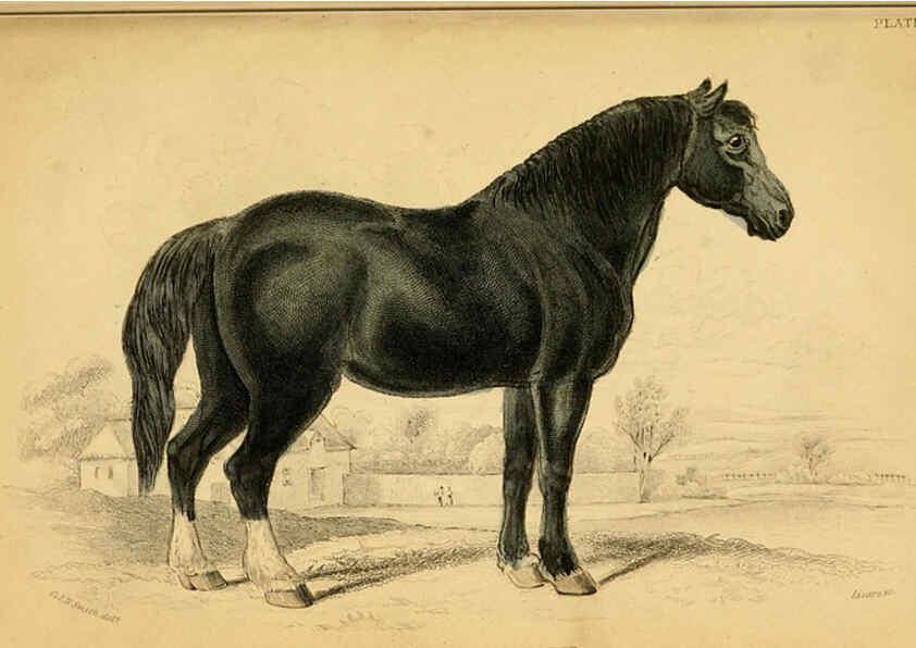 Reproducción/Reproduction 6441427209: The natural history of horses Edinburgh :W.H. Lizars,1841