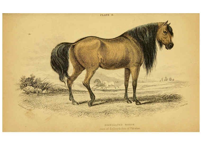 Reproducción/Reproduction 6441427657: The natural history of horses Edinburgh :W.H. Lizars,1841