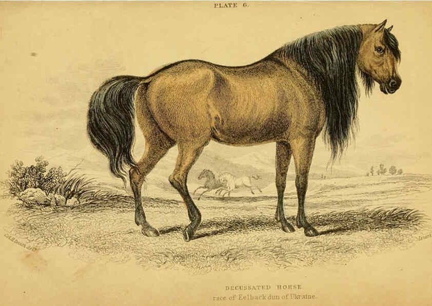 Reproducción/Reproduction 6441427657: The natural history of horses Edinburgh :W.H. Lizars,1841