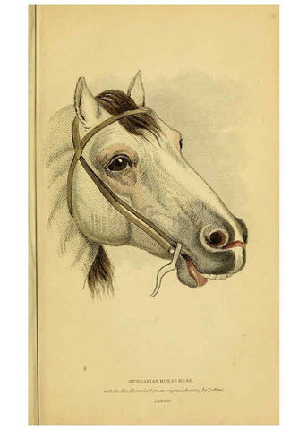 Reproducción/Reproduction 6441427981: The natural history of horses Edinburgh :W.H. Lizars,1841