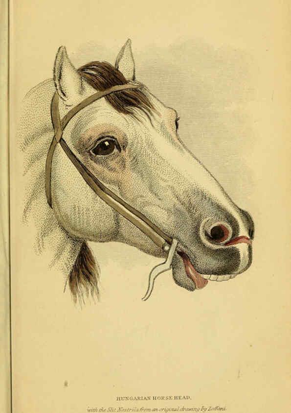 Reproducción/Reproduction 6441427981: The natural history of horses Edinburgh :W.H. Lizars,1841