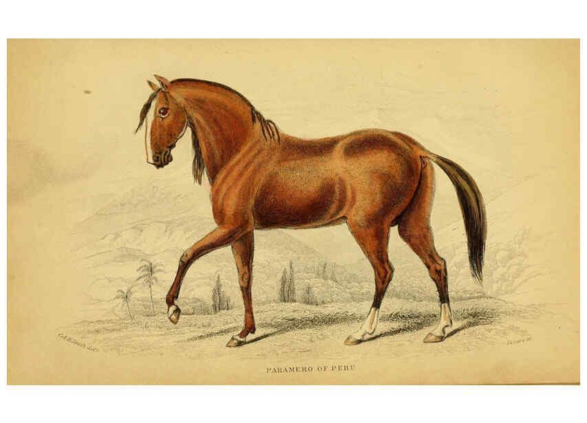 Reproducción/Reproduction 6441425513: The natural history of horses Edinburgh :W.H. Lizars,1841
