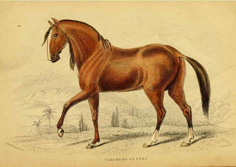 Reproducción/Reproduction 6441425513: The natural history of horses Edinburgh :W.H. Lizars,1841