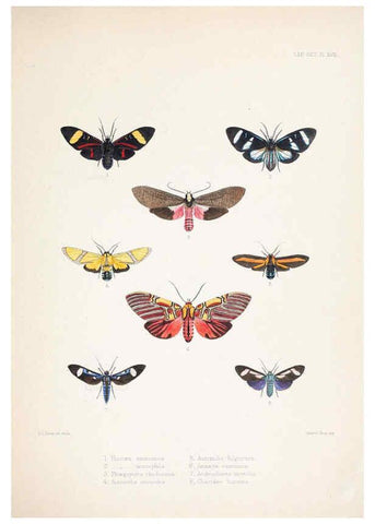 Reproducción/Reproduction 6441540695: Illustrations of typical specimens of Lepidoptera Heterocera in the collection of the British Museum. v.1. London: Printed by order of the Trustees1879- 