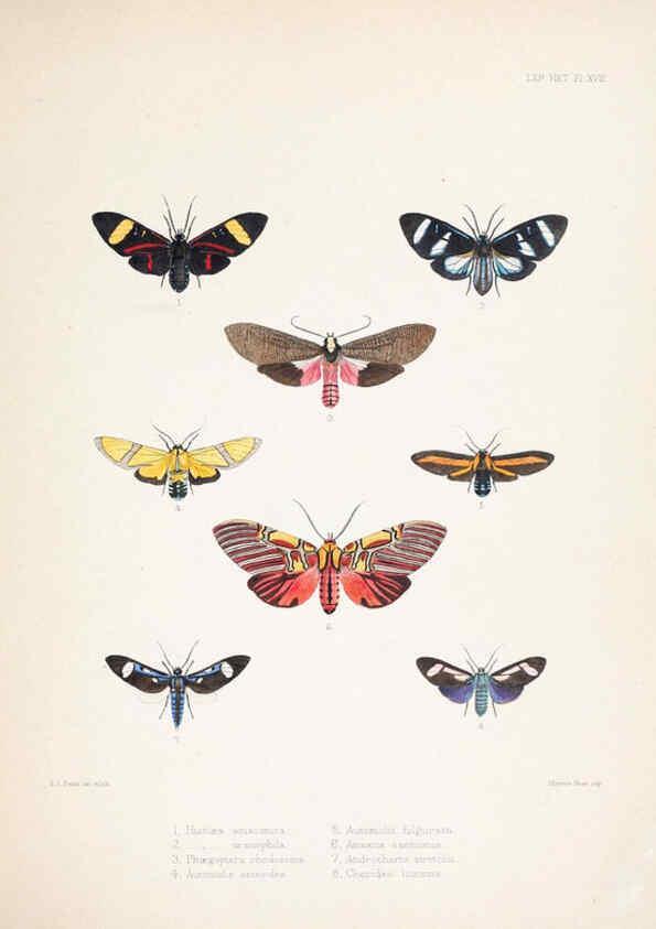 Reproducción/Reproduction 6441540695: Illustrations of typical specimens of Lepidoptera Heterocera in the collection of the British Museum. v.1. London: Printed by order of the Trustees1879- 