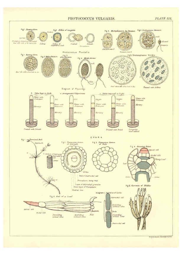 Reproducción/Reproduction 6441472041: Biological atlas: a guide to the practical study of plants and animals Edinburgh,W. & A. K. Johnston,1880