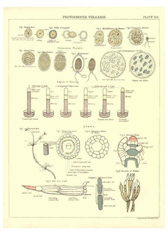 Reproducción/Reproduction 6441472041: Biological atlas: a guide to the practical study of plants and animals Edinburgh,W. & A. K. Johnston,1880