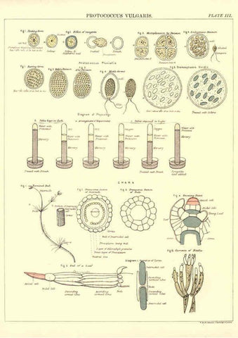 Reproducción/Reproduction 6441472041: Biological atlas: a guide to the practical study of plants and animals Edinburgh,W. & A. K. Johnston,1880